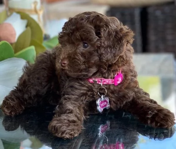 BARBONCINI NANI CHOCO  BARBONCINO TOY CUCCIOLI pag rate da 12 mesi