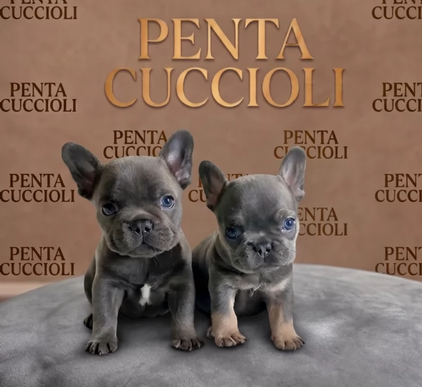 BULLDOG  BOULEDOGUE FRANCESE CUCCIOLI BLU  pag rateale