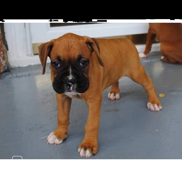 boxer cuccioli con pedigree