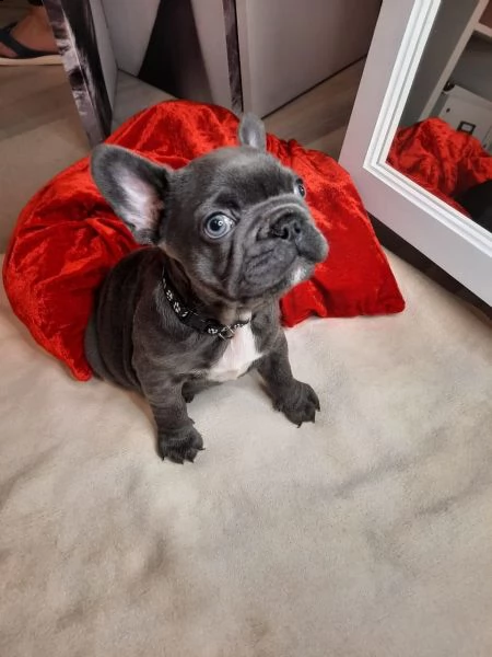  bouledogue francese blu cuccioli | Foto 4