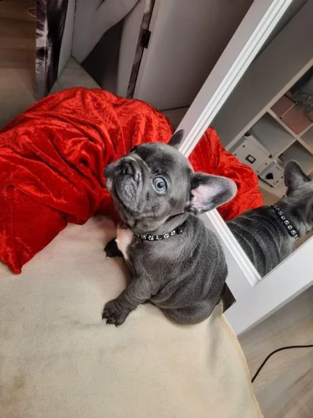  bouledogue francese blu cuccioli | Foto 3