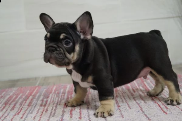  bouledogue francese blu cuccioli | Foto 1