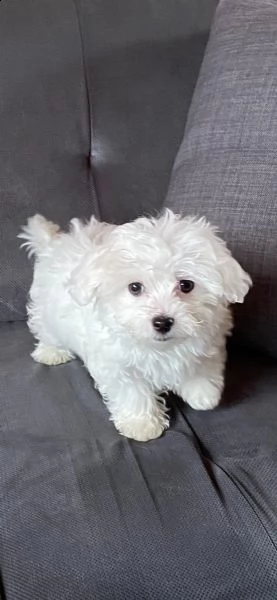 cuccioli di maltese toy femminucce e maschietti | Foto 1
