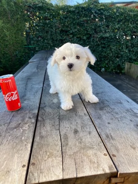 cuccioli di maltese toy femminucce e maschietti | Foto 0
