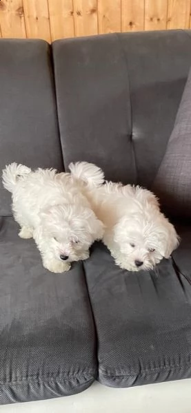 cuccioli di maltese toy femminucce e maschietti