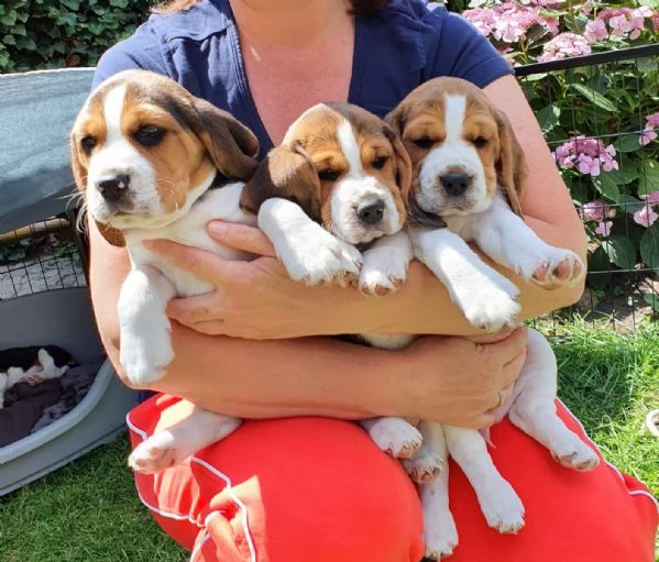 cuccioli di beagle con pedigree | Foto 2