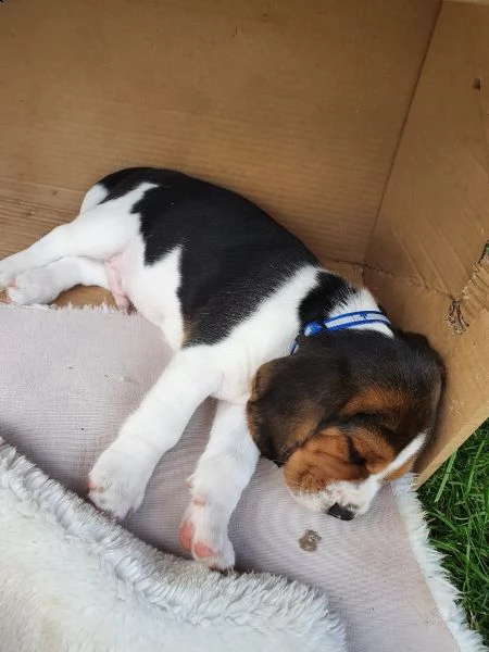 cuccioli di beagle con pedigree