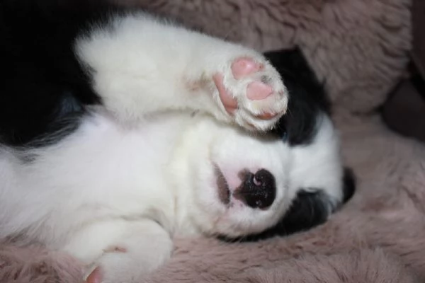 cuccioli di border collie di alta genealogia | Foto 1