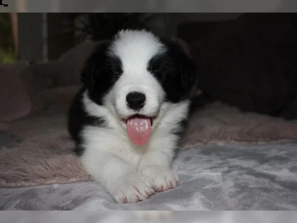 cuccioli di border collie di alta genealogia | Foto 0