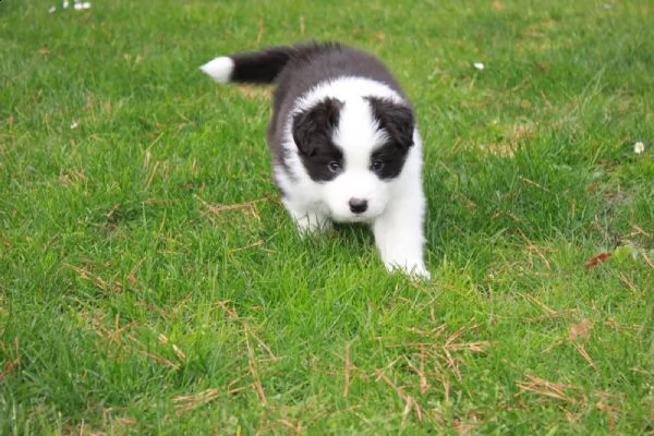 cuccioli di border collie di alta genealogia