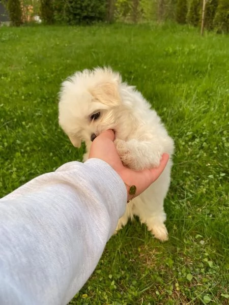 maltese cuccioli 1 maschi e 2 femmine | Foto 3