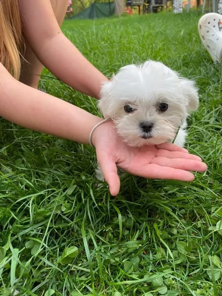 maltese cuccioli 1 maschi e 2 femmine | Foto 2