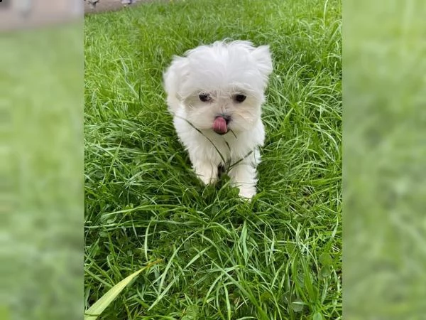 maltese cuccioli 1 maschi e 2 femmine | Foto 1