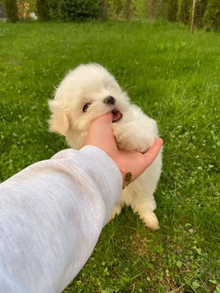 maltese cuccioli 1 maschi e 2 femmine | Foto 0