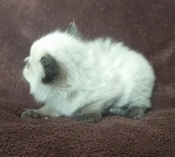 cuccioli di ragdoll | Foto 4