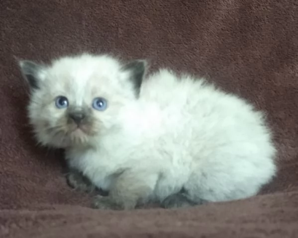 cuccioli di ragdoll | Foto 3