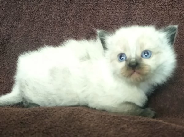 cuccioli di ragdoll | Foto 2