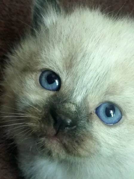 cuccioli di ragdoll | Foto 1