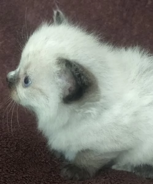 cuccioli di ragdoll | Foto 0