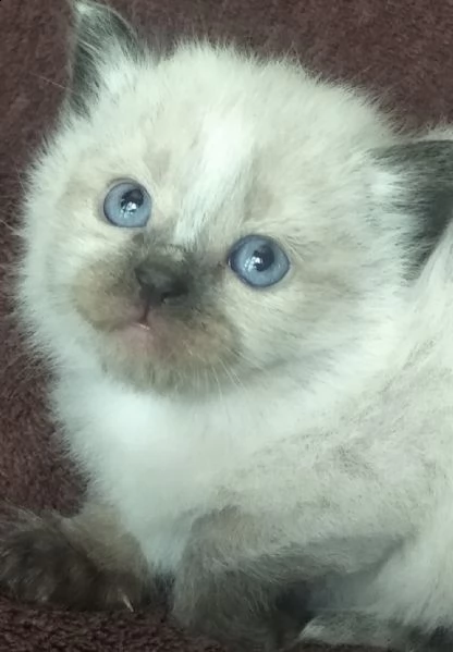 cuccioli di ragdoll
