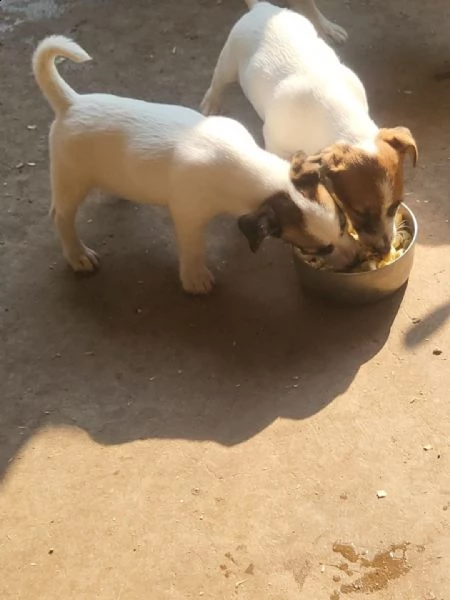 jack russel pelo ruvido 