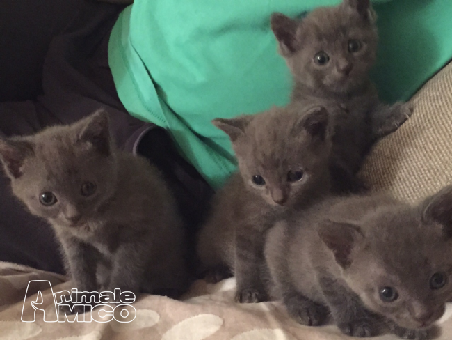 Cuccioli Di Gatto Certosino In Regalo
