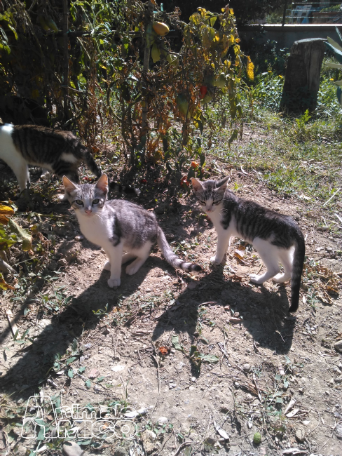 Offro In Regalo Cucciolo Da Privato A Fi Regalo Gattini 10092015