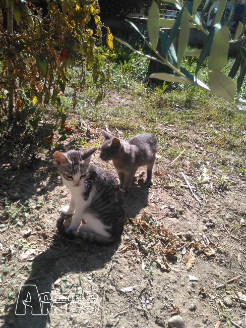 Offro In Regalo Cucciolo Da Privato A Fi Regalo Gattini 10092015