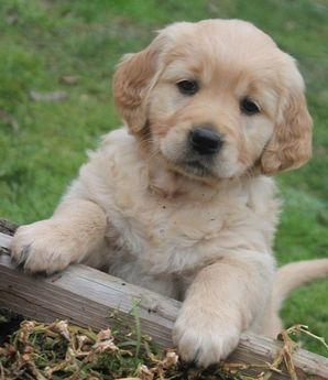 Vendita Cucciolo Golden Retriever Da Privato A Bologna Disponibili