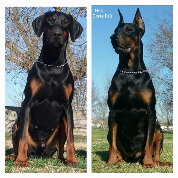 Vendita Cucciolo Dobermann Da Privato A Brescia Dobermann Cuccioli