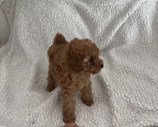 barboncino toy cucciola con pedigree enci  | Foto 3
