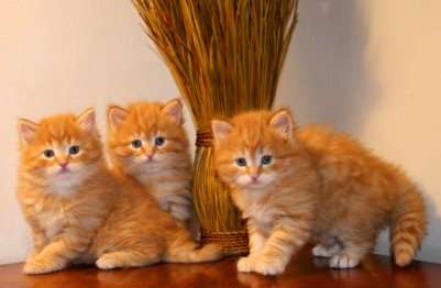 Vendita Cucciolo Siberiano Da Privato A Roma Gattini Siberiani 3105