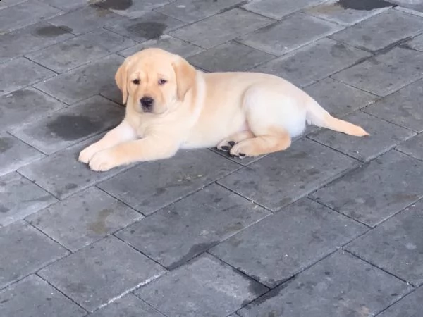 labrador cuccioli miele | Foto 3