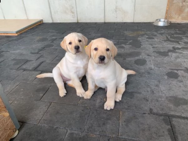 labrador cuccioli miele | Foto 1