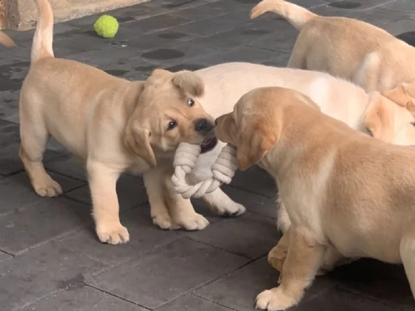 labrador cuccioli miele | Foto 0