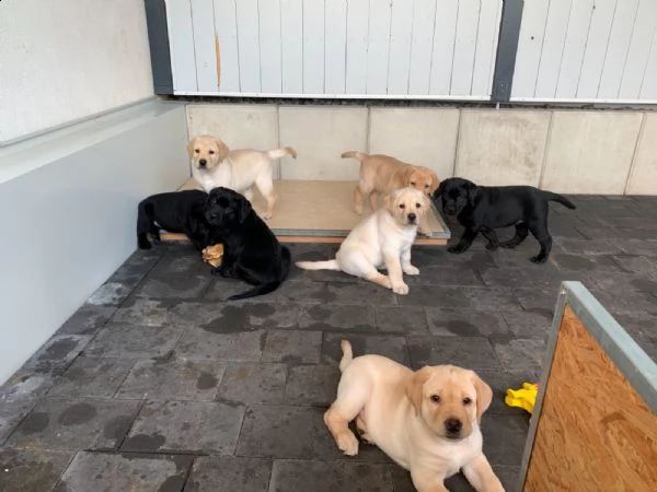 labrador cuccioli miele