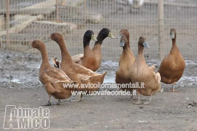 anatre, oche e polli ornamentali, anche uove feconde garantite