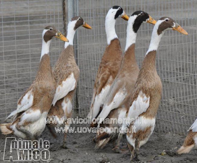 Vendita Animali Da Cortile Friuli Venezia Giulia