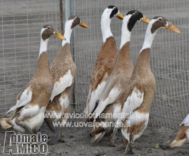 anatre, oche e polli ornamentali, anche uove feconde garantite | Foto 3