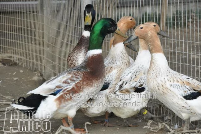 anatre, oche e polli ornamentali, anche uove feconde garantite | Foto 2