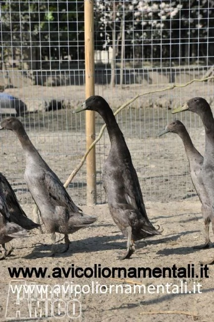 anatre, oche e polli ornamentali, anche uove feconde garantite | Foto 1