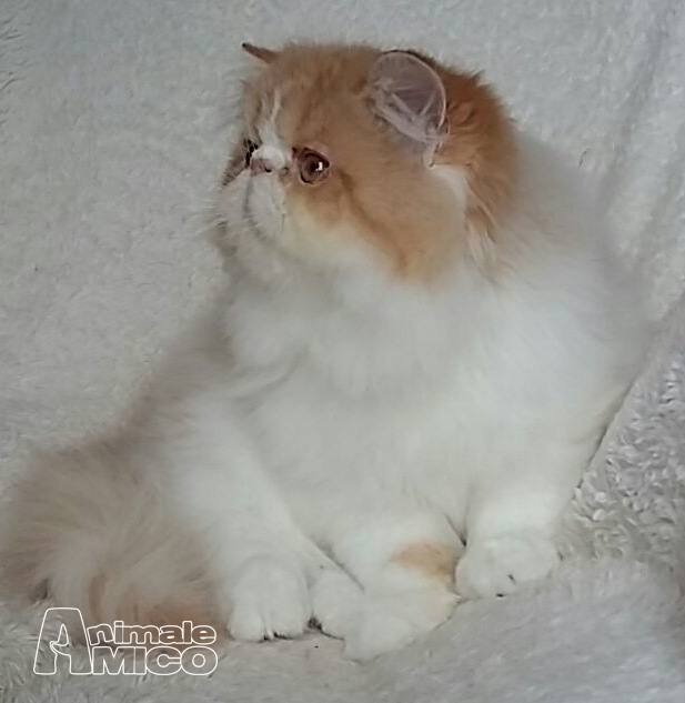 Vendita Cucciolo Persiano Da Privato A Cuneo Cuccioli Gatto Persiano