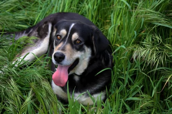 joy meraviglioso cagnolone  2 anni in adozione  | Foto 5