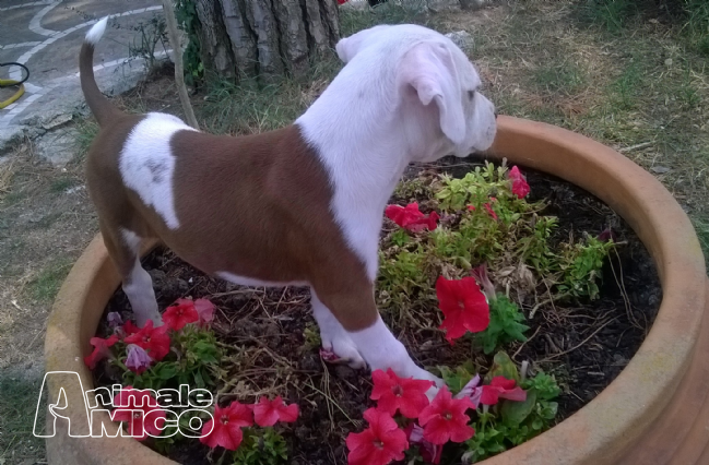 Regalo Cuccioli Di Cane Padova Le Regole Del Galateo