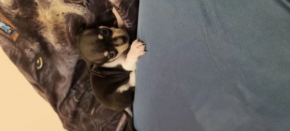 chihuahua minitoys | Foto 1