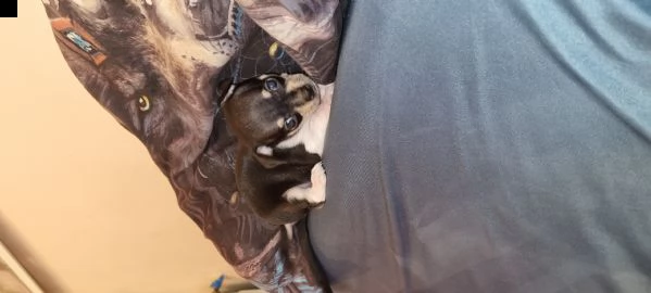 chihuahua minitoys | Foto 0