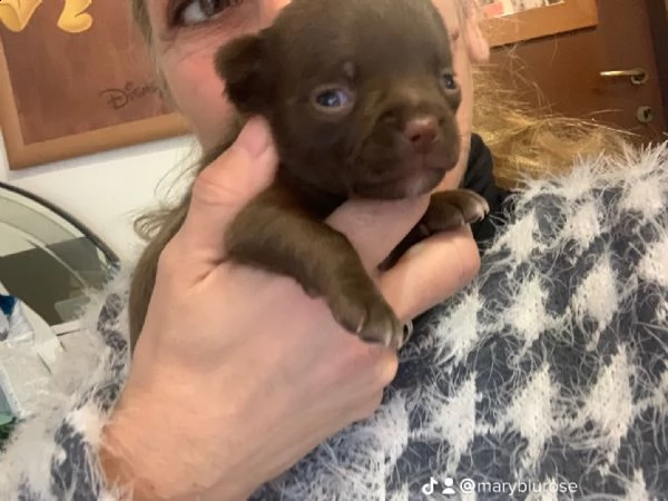 cuccioli meravigliosi 