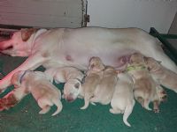 All.luckyland-labrador