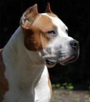 Amstaff Italia