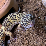 Lorenzo